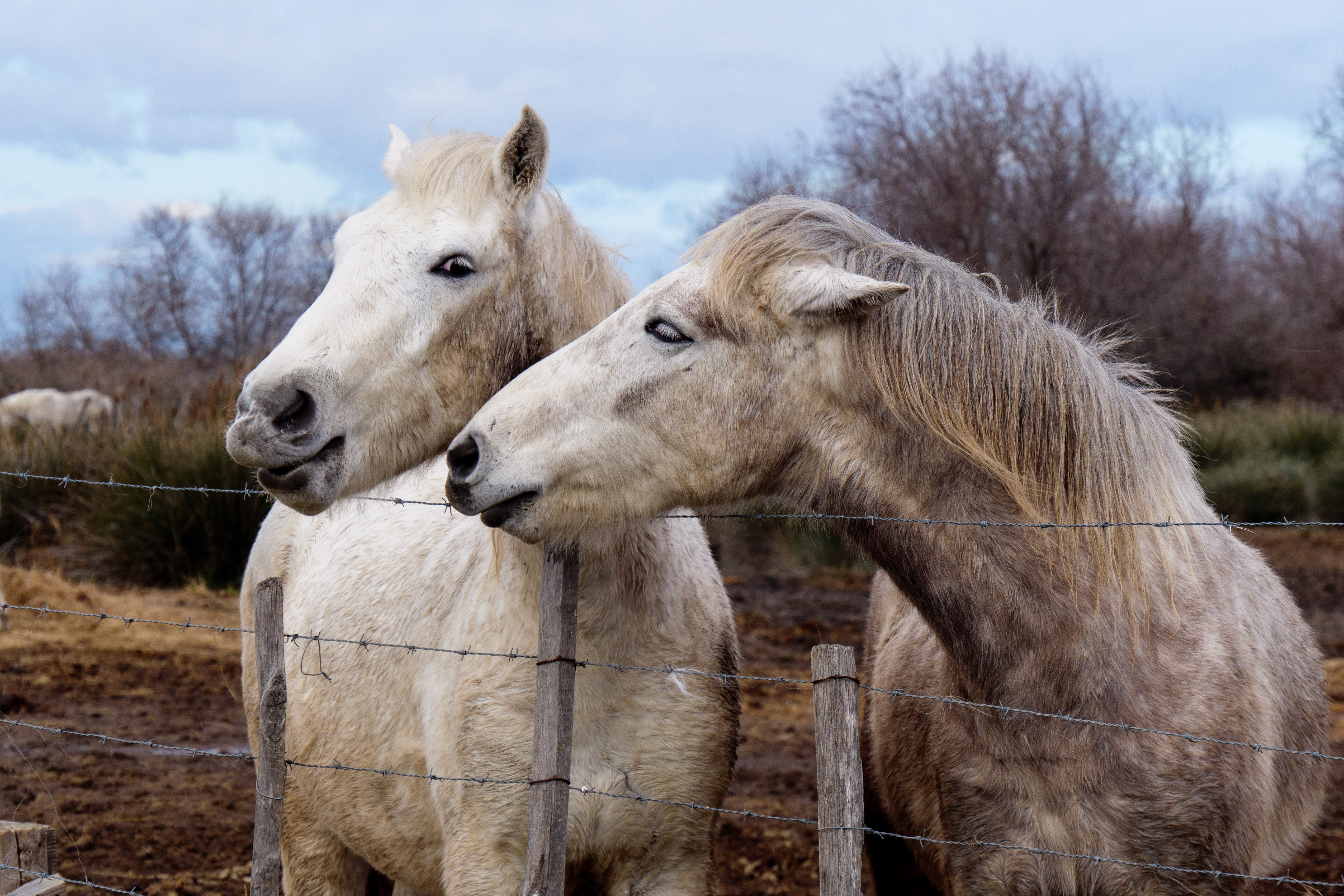 Camargue Pferde